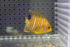 画像2: 【海水魚・ヤッコ】【通販】人工飼料OK♪【モルディブ産】インドニシキヤッコ（XS)(個体販売）（±4.5cm） No.3（生体）(海水魚) (2)