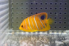 画像1: 【海水魚・ヤッコ】【通販】人工飼料OK♪【モルディブ産】インドニシキヤッコ（XS)(個体販売）（±4.5cm） No.4（生体）(海水魚) (1)