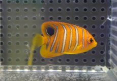 画像2: 【海水魚・ヤッコ】【通販】人工飼料OK♪【モルディブ産】インドニシキヤッコ（XS)(個体販売）（±4.5cm） No.4（生体）(海水魚) (2)