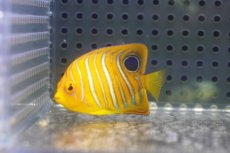 画像1: 【海水魚・ヤッコ】【通販】冷凍ブラインOK♪【モルディブ産】インドニシキヤッコ（S)(個体販売）（±5cm） No.5（生体）(海水魚) (1)