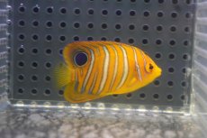 画像2: 【海水魚・ヤッコ】【通販】冷凍ブラインOK♪【モルディブ産】インドニシキヤッコ（S)(個体販売）（±5cm） No.5（生体）(海水魚) (2)