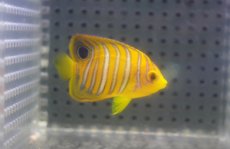 画像1: 【海水魚・ヤッコ】【通販】人工飼料OK♪【モルディブ産】インドニシキヤッコ（S)(個体販売）（±5cm） No.6（生体）(海水魚) (1)