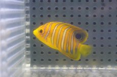 画像2: 【海水魚・ヤッコ】【通販】人工飼料OK♪【モルディブ産】インドニシキヤッコ（S)(個体販売）（±5cm） No.6（生体）(海水魚) (2)