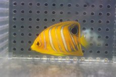 画像1: 【海水魚・ヤッコ】【通販】人工飼料OK♪【モルディブ産】インドニシキヤッコ（XS)(個体販売）（±4.5cm） No.7（生体）(海水魚) (1)