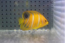 画像2: 【海水魚・ヤッコ】【通販】人工飼料OK♪【モルディブ産】インドニシキヤッコ（XS)(個体販売）（±4.5cm） No.7（生体）(海水魚) (2)