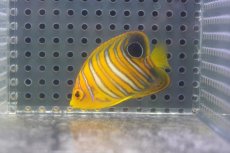 画像1: 【海水魚・ヤッコ】【通販】冷凍ブラインOK♪【モルディブ産】インドニシキヤッコ（S)(個体販売）（±5cm） No.8（生体）(海水魚) (1)