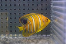 画像2: 【海水魚・ヤッコ】【通販】冷凍ブラインOK♪【モルディブ産】インドニシキヤッコ（S)(個体販売）（±5cm） No.8（生体）(海水魚) (2)