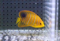 画像1: 【海水魚・ヤッコ】【通販】冷凍ブラインOK♪【モルディブ産】インドニシキヤッコ（S)(個体販売）（±5cm） No.9（生体）(海水魚) (1)