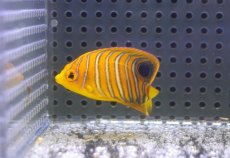 画像2: 【海水魚・ヤッコ】【通販】冷凍ブラインOK♪【モルディブ産】インドニシキヤッコ（S)(個体販売）（±5cm） No.9（生体）(海水魚) (2)