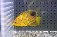 画像1: 【海水魚・ヤッコ】【通販】人工飼料OK♪【モルディブ産】インドニシキヤッコ（S)(個体販売）（±5cm） No.10（生体）(海水魚) (1)