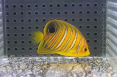 画像2: 【海水魚・ヤッコ】【通販】人工飼料OK♪【モルディブ産】インドニシキヤッコ（S)(個体販売）（±5cm） No.10（生体）(海水魚) (2)