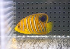 画像1: 【海水魚・ヤッコ】【通販】人工飼料OK♪【モルディブ産】インドニシキヤッコ（S)(個体販売）（±5.5cm） No.11（生体）(海水魚) (1)