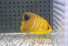 画像2: 【海水魚・ヤッコ】【通販】人工飼料OK♪【モルディブ産】インドニシキヤッコ（S)(個体販売）（±5.5cm） No.11（生体）(海水魚) (2)