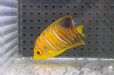 画像1: 【海水魚・ヤッコ】【通販】冷凍ブラインOK♪【モルディブ産】インドニシキヤッコ（S)(個体販売）（±5.5cm） No.12（生体）(海水魚) (1)