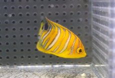 画像2: 【海水魚・ヤッコ】【通販】冷凍ブラインOK♪【モルディブ産】インドニシキヤッコ（S)(個体販売）（±5.5cm） No.12（生体）(海水魚) (2)