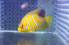 画像1: 【海水魚・ヤッコ】【通販】状態良好♪【モルディブ産】インドニシキヤッコ（S)(個体販売）（±5.5cm） No.13（生体）(海水魚) (1)