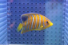 画像2: 【海水魚・ヤッコ】【通販】状態良好♪【モルディブ産】インドニシキヤッコ（S)(個体販売）（±5.5cm） No.13（生体）(海水魚) (2)