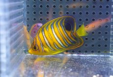 画像1: 【海水魚・ヤッコ】【通販】状態良好♪【モルディブ産】インドニシキヤッコ（S)(個体販売）（±6cm） No.14（生体）(海水魚) (1)