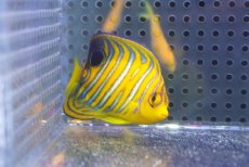 画像2: 【海水魚・ヤッコ】【通販】状態良好♪【モルディブ産】インドニシキヤッコ（S)(個体販売）（±6cm） No.14（生体）(海水魚) (2)