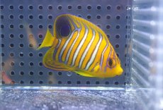 画像1: 【海水魚・ヤッコ】【通販】状態良好♪【モルディブ産】インドニシキヤッコ（S)(個体販売）（±6.5cm） No.15（生体）(海水魚) (1)