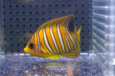 画像2: 【海水魚・ヤッコ】【通販】状態良好♪【モルディブ産】インドニシキヤッコ（S)(個体販売）（±6.5cm） No.15（生体）(海水魚) (2)