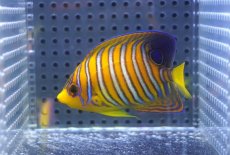 画像1: 【海水魚・ヤッコ】【通販】状態良好♪【モルディブ産】インドニシキヤッコ（SM)(個体販売）（±7cm） No.16（生体）(海水魚) (1)