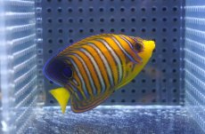 画像2: 【海水魚・ヤッコ】【通販】状態良好♪【モルディブ産】インドニシキヤッコ（SM)(個体販売）（±7cm） No.16（生体）(海水魚) (2)