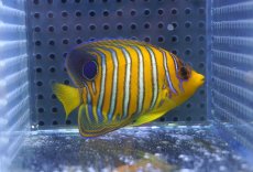 画像1: 【海水魚・ヤッコ】【通販】状態良好♪【モルディブ産】インドニシキヤッコ（SM)(個体販売）（±7cm） No.17（生体）(海水魚) (1)