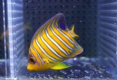 画像2: 【海水魚・ヤッコ】【通販】状態良好♪【モルディブ産】インドニシキヤッコ（SM)(個体販売）（±7cm） No.17（生体）(海水魚) (2)