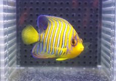 画像1: 【海水魚・ヤッコ】【通販】状態良好♪【モルディブ産】インドニシキヤッコ（SM)(個体販売）（±7.5cm） No.18（生体）(海水魚) (1)