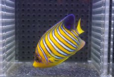 画像2: 【海水魚・ヤッコ】【通販】状態良好♪【モルディブ産】インドニシキヤッコ（SM)(個体販売）（±7.5cm） No.18（生体）(海水魚) (2)