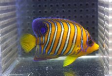 画像1: 【海水魚・ヤッコ】【通販】状態良好♪【モルディブ産】インドニシキヤッコ（SM)(個体販売）（±7.5cm） No.19（生体）(海水魚) (1)