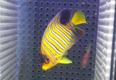 画像2: 【海水魚・ヤッコ】【通販】状態良好♪【モルディブ産】インドニシキヤッコ（SM)(個体販売）（±7.5cm） No.19（生体）(海水魚) (2)