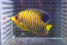 画像1: 【海水魚・ヤッコ】【通販】状態良好♪【モルディブ産】インドニシキヤッコ（SM)(個体販売）（±7.5cm） No.20（生体）(海水魚) (1)