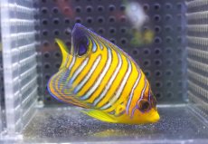 画像2: 【海水魚・ヤッコ】【通販】状態良好♪【モルディブ産】インドニシキヤッコ（SM)(個体販売）（±7.5cm） No.20（生体）(海水魚) (2)