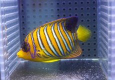 画像1: 【海水魚・ヤッコ】【通販】状態良好♪【モルディブ産】インドニシキヤッコ（SM)(個体販売）（±8cm） No.22（生体）(海水魚) (1)