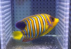 画像2: 【海水魚・ヤッコ】【通販】状態良好♪【モルディブ産】インドニシキヤッコ（SM)(個体販売）（±8cm） No.22（生体）(海水魚) (2)