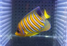 画像1: 【海水魚・ヤッコ】【通販】状態良好♪【モルディブ産】インドニシキヤッコ（SM)(個体販売）（±7cm） No.23（生体）(海水魚) (1)