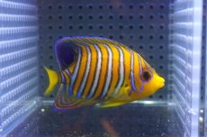 画像2: 【海水魚・ヤッコ】【通販】状態良好♪【モルディブ産】インドニシキヤッコ（SM)(個体販売）（±7cm） No.23（生体）(海水魚) (2)