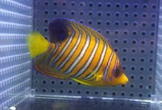 画像1: 【海水魚・ヤッコ】【通販】状態良好♪【モルディブ産】インドニシキヤッコ（SM)(個体販売）（±7cm） No.24（生体）(海水魚) (1)