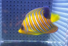 画像2: 【海水魚・ヤッコ】【通販】状態良好♪【モルディブ産】インドニシキヤッコ（SM)(個体販売）（±7cm） No.24（生体）(海水魚) (2)