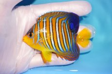 画像1: 【海水魚・ヤッコ】【通販】冷凍ブラインOK♪【モルディブ産】インドニシキヤッコ（SM)(個体販売）（±8.5cm） No.25（生体）(海水魚) (1)