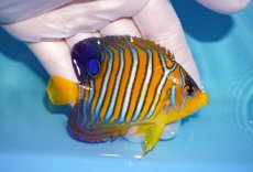 画像2: 【海水魚・ヤッコ】【通販】冷凍ブラインOK♪【モルディブ産】インドニシキヤッコ（SM)(個体販売）（±8.5cm） No.25（生体）(海水魚) (2)