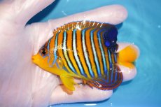 画像1: 【海水魚・ヤッコ】【通販】状態良好♪【モルディブ産】インドニシキヤッコ（M)(個体販売）（±10cm） No.26（生体）(海水魚) (1)