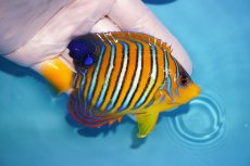 画像2: 【海水魚・ヤッコ】【通販】状態良好♪【モルディブ産】インドニシキヤッコ（M)(個体販売）（±10cm） No.26（生体）(海水魚) (2)