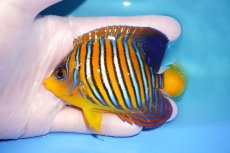 画像1: 【海水魚・ヤッコ】【通販】状態良好♪【モルディブ産】インドニシキヤッコ（M)(個体販売）（±10cm） No.27（生体）(海水魚) (1)