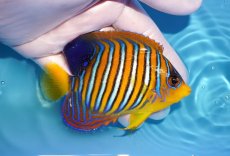 画像2: 【海水魚・ヤッコ】【通販】状態良好♪【モルディブ産】インドニシキヤッコ（M)(個体販売）（±10cm） No.27（生体）(海水魚) (2)