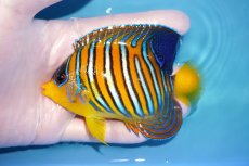 画像1: 【海水魚・ヤッコ】【通販】状態良好♪【モルディブ産】インドニシキヤッコ（M)(個体販売）（±11cm） No.28（生体）(海水魚) (1)