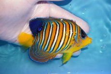 画像2: 【海水魚・ヤッコ】【通販】状態良好♪【モルディブ産】インドニシキヤッコ（M)(個体販売）（±11cm） No.28（生体）(海水魚) (2)