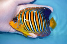 画像1: 【海水魚・ヤッコ】【通販】状態良好♪【モルディブ産】インドニシキヤッコ（M)(個体販売）（±12cm） No.29（生体）(海水魚) (1)